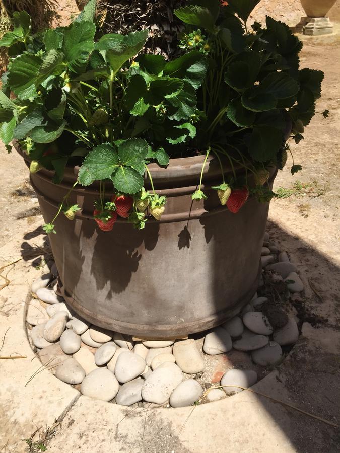 Casale Rocca Fiorita Bed and Breakfast Acate Exterior foto